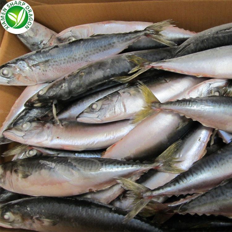 Frozen Bonito Fish Frozen Bonito Fish
