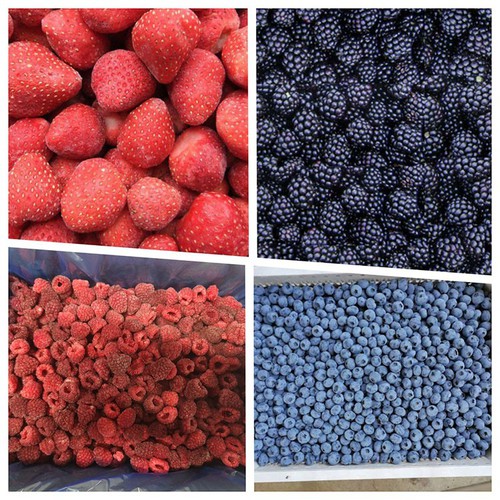 XMSD frozen fruit XMSD frozen fruit