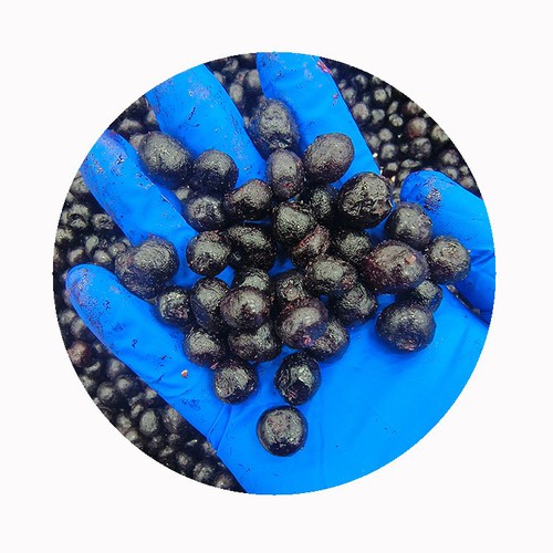 xmsd frozen blueberry xmsd frozen blueberry