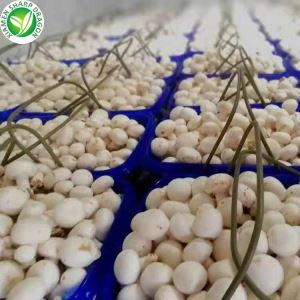 Champignon-sieniraaka