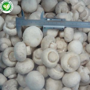 Champignon sieni valkoinen