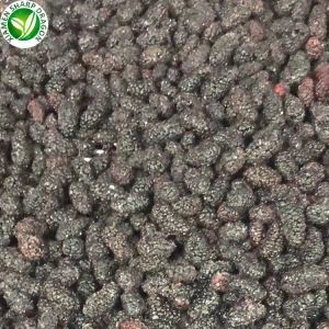 Mulberry hedelmäkausi