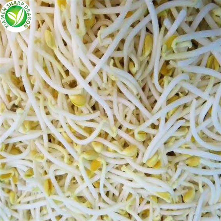 Mung Bean Sprouts