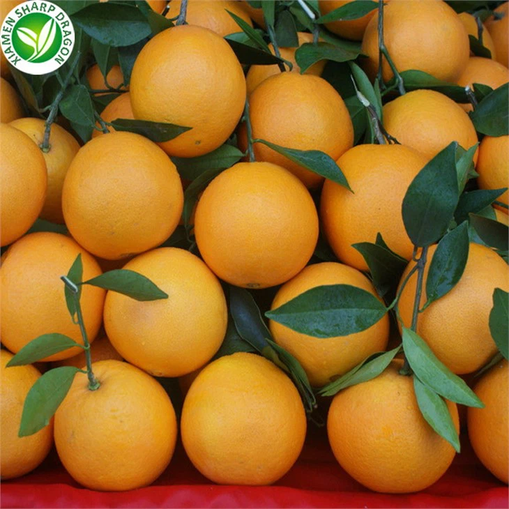 Orange NEW SEASON